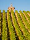 Red Willow Vineyards with stone chapel (PR) Art Print